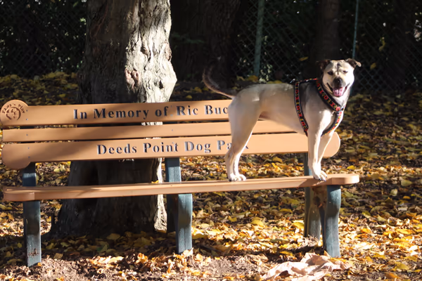 Deeds Point Dog Park